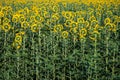 Field of backwards-facing giant sunflowers on a sunny summer day Royalty Free Stock Photo