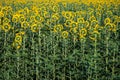 Field of backwards-facing giant sunflowers on a sunny summer day