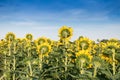 Field of backwards-facing giant sunflowers on a sunny summer day