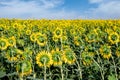 Field of backwards-facing giant sunflowers on a sunny summer day Royalty Free Stock Photo