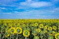 Field of backwards-facing giant sunflowers on a sunny summer day