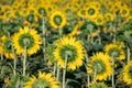 Field of backwards-facing giant sunflowers on a sunny summer day