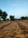 A field of bajra or pearl millet after cutting the crop. Royalty Free Stock Photo