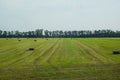 Field with bales of hay. Preparing hay for feeding animals. Newly beveled hay in bales on field Royalty Free Stock Photo