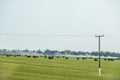 Field with bales of hay. Preparing hay for feeding animals. Newly beveled hay in bales on field Royalty Free Stock Photo