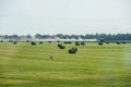 Field with bales of hay. Preparing hay for feeding animals. Newly beveled hay in bales on field Royalty Free Stock Photo