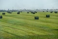 Field with bales of hay. Preparing hay for feeding animals. Newly beveled hay in bales on field Royalty Free Stock Photo