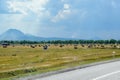 Field with bales of hay. Preparing hay for feeding animals. Newly beveled hay in bales on field Royalty Free Stock Photo