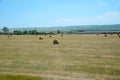 Field with bales of hay. Preparing hay for feeding animals. Newly beveled hay in bales on field Royalty Free Stock Photo