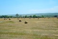 Field with bales of hay. Preparing hay for feeding animals. Newly beveled hay in bales on field Royalty Free Stock Photo