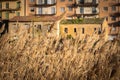 Field of Bambuseae in the City Centre of Caltanissetta, Sicily Royalty Free Stock Photo