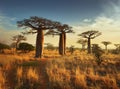 Field of Baobabs Royalty Free Stock Photo