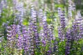 Field of Baptisia blooming in the Bay Area, California Royalty Free Stock Photo