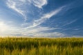 Field of barley