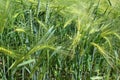 Field of barley with barley ears Royalty Free Stock Photo