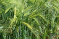 Field of barley with barley ears Royalty Free Stock Photo