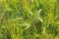 Field of barley with barley ears