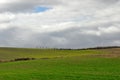 Field of barley and cypresses