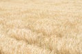 Field of barley ear is ripe Royalty Free Stock Photo