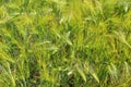 Field of barley with barley ears Royalty Free Stock Photo