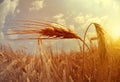 Field with barley ears at sunset.