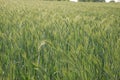 Field of barley. Royalty Free Stock Photo