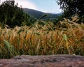 Field of barley with mountains