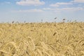 Field of barley and sunny day. Nature wallaper Royalty Free Stock Photo