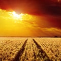 Field of barley and sunset Royalty Free Stock Photo