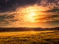 Field of barley at sunset Royalty Free Stock Photo