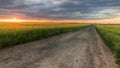 Field of barley at sunset Royalty Free Stock Photo