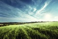 Field of barley in sunset time Royalty Free Stock Photo