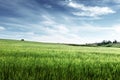 Field of barley in sunset time Royalty Free Stock Photo