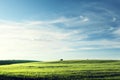 Field of barley in sunset time Royalty Free Stock Photo