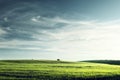 Field of barley in sunset time Royalty Free Stock Photo