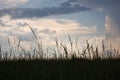 Barnyard Grass Royalty Free Stock Photo