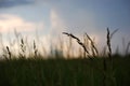 Barnyard Grass Royalty Free Stock Photo