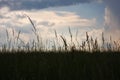 Barnyard Grass Royalty Free Stock Photo