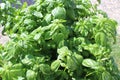 A field of basil Royalty Free Stock Photo