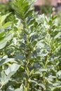 Field bean or broad bean Vicia faba in the vegetable garden Royalty Free Stock Photo