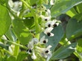 Field bean white black blossom