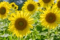 Field of beautiful backlit sunflowers Royalty Free Stock Photo