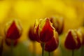 A field of macro red tulip in blossom Royalty Free Stock Photo