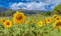 Field of beautiful blooming sunflowers. Rural landscapes of Tuscany, Italy. Royalty Free Stock Photo