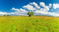 Field With Beautiful blossoming red poppies and old olive tree in Judaean Hills near Jerusalem Royalty Free Stock Photo