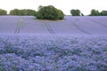 A field of beautiful Borage plants Royalty Free Stock Photo