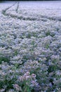 A field of beautiful Borage plants Royalty Free Stock Photo
