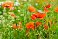 Field of bright red poppy flowers in summer Royalty Free Stock Photo