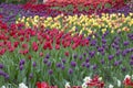 Field of beautiful bright tulips