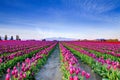 Field of beautiful colorful tulips in Roozengaarde Royalty Free Stock Photo